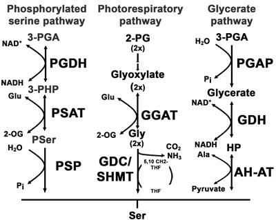 Phosphoserine Aminotransferase1 Is Part of the Phosphorylated Pathways for Serine Biosynthesis and Essential for Light and Sugar-Dependent Growth Promotion